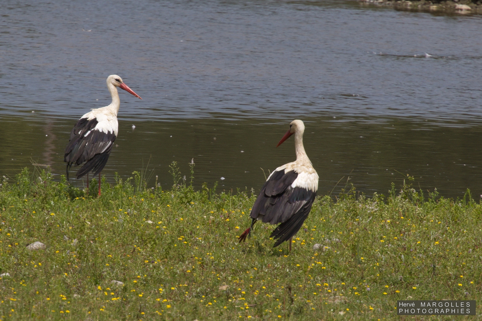 Cigogne blanche.jpg